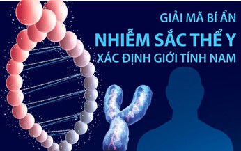 [Infographics] Giải m&#227; b&#237; ẩn nhiễm sắc thể Y x&#225;c định giới t&#237;nh nam