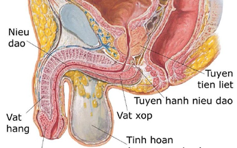 C&#225;c c&#226;u hỏi li&#234;n quan đến bệnh vi&#234;m tuyến tiền liệt