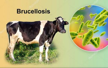 Brucella: Nguy&#234;n nh&#226;n, biểu hiện, c&#225;ch điều trị v&#224; ph&#242;ng bệnh