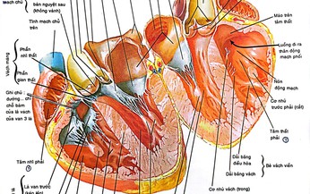 Biện ph&#225;p điều trị v&#224; dự ph&#242;ng t&#225;i ph&#225;t thấp tim