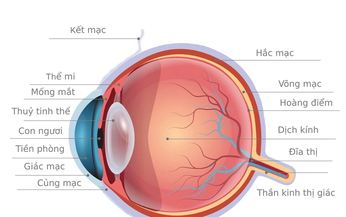 C&#226;u hỏi thường gặp li&#234;n quan đến bệnh r&#225;ch gi&#225;c mạc