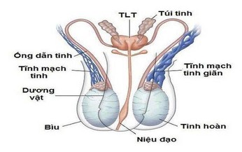 Thuốc v&#224; c&#225;c phương ph&#225;p điều trị gi&#227;n tĩnh mạch thừng tinh