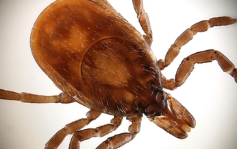 Lyme (Viêm nhiễm do bọ ve đốt): Nguyên nhân, triệu chứng, phòng ngừa và điều trị