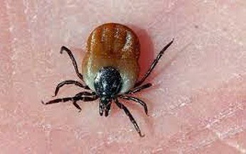 Câu hỏi thường gặp về Lyme (Viêm nhiễm do bọ ve đốt)
