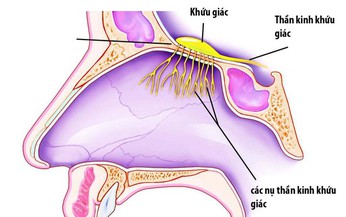 Mất khả năng khứu gi&#225;c - b&#225;o hiệu c&#225;i chết