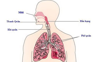 Vi&#234;m phế quản cấp ở người lớn