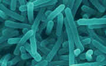 Vi khuẩn Listeria Monocytogenes ảnh hưởng tới sức khỏe như thế nào?