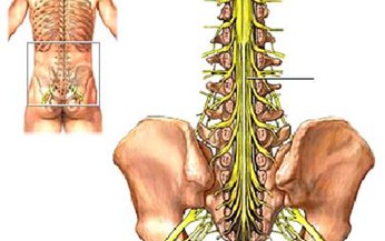 Hội chứng đu&#244;i ngựa v&#224; những hệ lụy