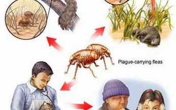 Bệnh dịch hạch v&#224; c&#225;ch ph&#242;ng chống