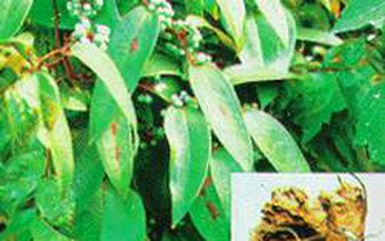 Đ&#244;ng y trị đau thần kinh tọa