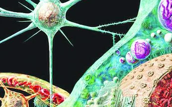 Prion g&#226;y bệnh b&#242; đi&#234;n v&#224; ứng dụng trong y học