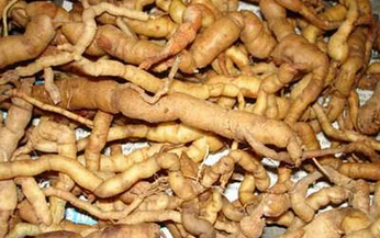 Đ&#244;ng y b&#224;n về bệnh qu&#225;ng g&#224;