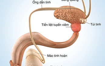 Thuốc điều trị vi&#234;m tuyến tiền liệt