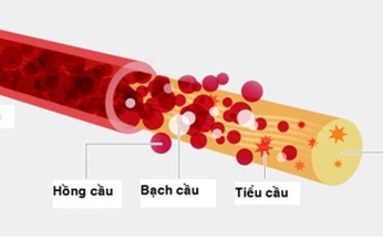 Thuốc mới trị giảm tiểu cầu ở bệnh gan mãn tính