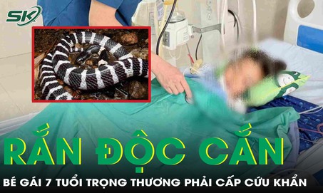 Rùng mình: Rắn độc chui từ điều hòa ra cắn bé gái 7 tuổi trọng thương