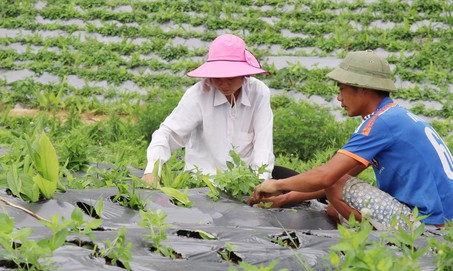 Từ cây thuốc đến sản phẩm: Làm sao nâng giá trị dược liệu Việt?