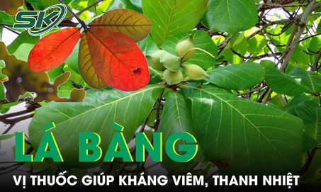 Lá bàng mọc đầy đường được ví như thuốc quý giúp kháng viêm, thanh nhiệt 