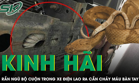 Người đàn ông bị rắn ngũ bộ cuộn trong xe điện lao ra cắn chảy máu bàn tay