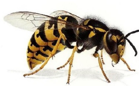 Tìm hiểu về cách chăm sóc sức khỏe và bảo vệ môi trường với bức ảnh ong vò vẽ. Chúng ta có trách nhiệm đối với những sinh vật này, khiến cho thế giới trở nên tươi đẹp hơn.