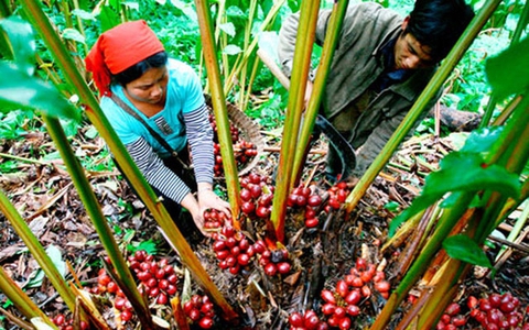Sa nhân tím, loại dược liệu quý giúp bà con vùng cao thoát nghèo