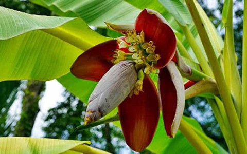 Lợi ích sức khỏe bất ngờ từ hoa chuối