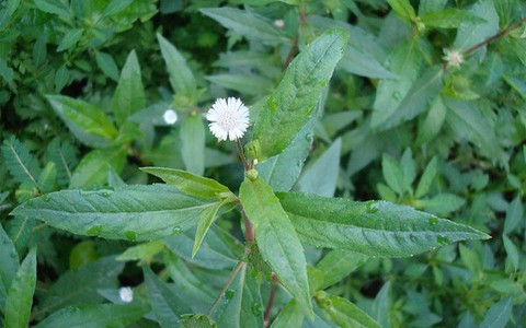 Cỏ nhọ nồi cầm máu, trị viêm