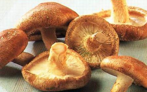 Thành phần dinh dưỡng của nấm hương là gì? Thành phần dinh dưỡng của nấm hương là gì?