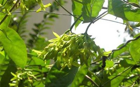Thiên lý - vị thuốc mát bổ, hỗ trợ điều trị mất ngủ Thiên Lý - Vị Thuốc Mát Bổ, Hỗ Trợ Điều Trị Mất Ngủ