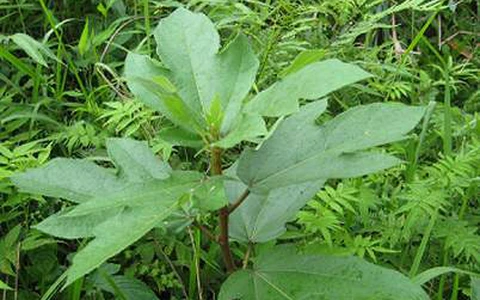 Vị thuốc từ cây vú bò