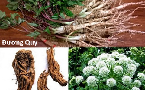 Bí mật đáng ngạc nhiên về tác dụng của đương quy với sức khỏe Bí mật đáng ngạc nhiên về tác dụng của đương quy với sức khỏe