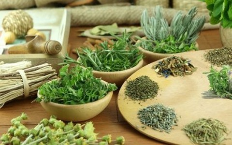 Bài thuốc chữa ho giải cảm từ húng chanh