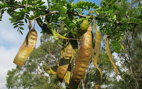 Gai bồ kết thông khiếu, tiêu viêm