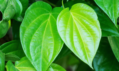 Tinh dầu trầu không - Chiết xuất thiên nhiên lành tính với công dụng kháng khuẩn
