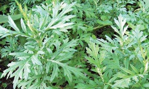 Ngải cứu, vị thuốc tốt cho phụ nữ, làm đẹp da