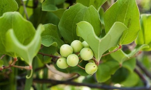 Tỳ giải - Vị thuốc lợi tiểu, chữa đau nhức xương khớp