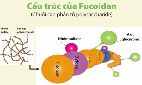 N&#226;ng cao sức khỏe với Fucoidan ph&#226;n tử cao