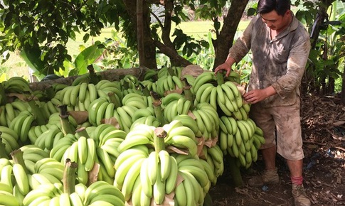 H&#224;ng ngh&#236;n tấn chuối &#249;n ứ, kh&#243; khăn trong xuất khẩu 