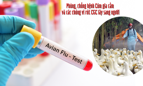 Đề nghị Ph&#250; Thọ tăng cường chống c&#250;m gia cầm sau vụ  b&#233; g&#225;i mắc c&#250;m A(H5) v&#236; ăn ngan, g&#224; ốm