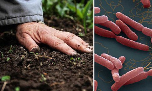 Nhiều người nhiễm loại vi khuẩn độc c&#243; trong b&#249;n đất, 7 c&#225;ch ph&#242;ng bệnh cần biết