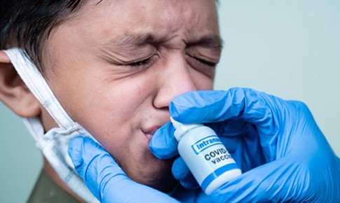 Australia phát triển vaccine ngừa COVID-19 dạng nhỏ mũi