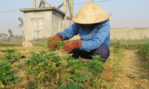 L&#224;ng trồng hoa Nghệ An đi&#234;u đứng khi hoa chết rũ ng&#224;y cận Tết