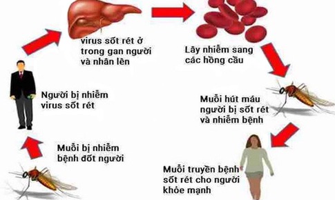 Vaccine c&#244;ng nghệ mRNA c&#243; thể gi&#250;p ph&#242;ng sốt r&#233;t hiệu quả