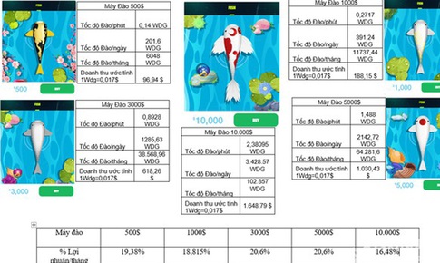Mất tiền tỷ v&#236; &#39;dự &#225;n&#39; nu&#244;i c&#225; Koi ảo