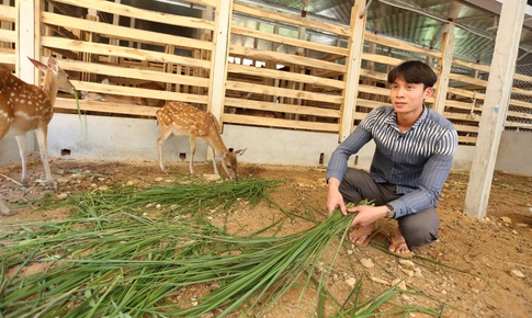 Tốt nghiệp đại học quyết kh&#244;ng đi xin việc, bỏ về qu&#234; nu&#244;i hươu thu 2 tỷ/năm