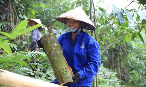 B&#243;c vỏ c&#226;y b&#225;n sang Mỹ - EU, n&#244;ng d&#226;n kể chuyện nh&#236;n đ&#226;u cũng thấy tiền