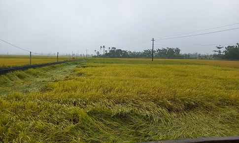 H&#224;ng ngh&#236;n ha l&#250;a sắp thu hoạch ng&#227; đổ do mưa lớn bất thường