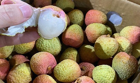 Vải thiều 200 ngh&#236;n/kg: H&#224;ng xuất Nhật, kh&#225;ch nội hiếm được ăn