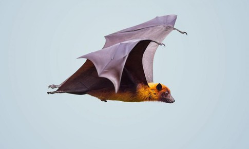 Cảnh giác với loài dơi 'cáo bay' ăn quả - Vật chủ truyền virus Hendra và Nipah nguy hiểm