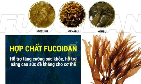 T&#225;c dụng hỗ trợ của Fucoidan với người bệnh ung thư