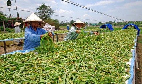 Bộ Y tế đang lấy &#253; kiến dự thảo Th&#244;ng tư về hướng dẫn phương ph&#225;p chế biến dược liệu